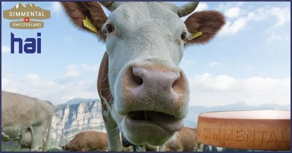 simmental